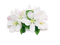 Fleur blanche - bezmaksas png animēts GIF
