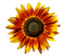 Sunflower fleur