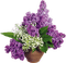 lilac flowers in vase sunshine3 - Besplatni animirani GIF