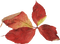 dolceluna leaves - bezmaksas png animēts GIF