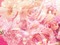 pink rose background - PNG gratuit GIF animé