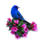 AVES - kostenlos png Animiertes GIF