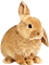 Bunny.Rabbit.Brown - ingyenes png animált GIF
