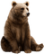 brown bear bp - png gratuito GIF animata