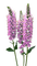 Veronica flowers - GIF animado grátis