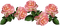 kukka, flower, fleur - безплатен png анимиран GIF