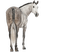 horse. horses bp - darmowe png animowany gif