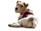 chien - PNG gratuit GIF animé