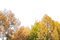 animated autumn - Darmowy animowany GIF animowany gif