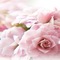 bg-flower-rose-pink - Free PNG Animated GIF