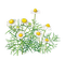 FLOWERS - ilmainen png animoitu GIF