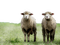 sheep nature background - gratis png animeret GIF