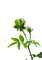 flower,rose - gratis png animerad GIF