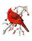 Cardinal.Bird.Oiseau.Victoriabea - PNG gratuit GIF animé