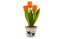tulipany - gratis png geanimeerde GIF
