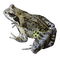 Kaz_Creations Frog - zadarmo png animovaný GIF
