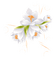 white flowers 6 - PNG gratuit GIF animé