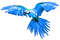Parrot.Blue.Green - PNG gratuit GIF animé
