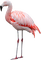 Flamingo - zadarmo png animovaný GIF