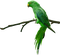 Kaz_Creations Birds Bird - gratis png animeret GIF