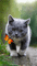 cats bp - Darmowy animowany GIF animowany gif