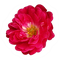 rose - δωρεάν png κινούμενο GIF