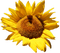 Kaz_Creations Deco Flowers Sunflower Flower - 無料png アニメーションGIF