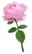 kukka  flower fleur rose - безплатен png анимиран GIF