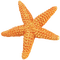 seestern starfish étoile de mer sea meer mer ocean océan ozean water animals fish tube summer ete beach plage - PNG gratuit GIF animé