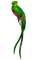 Pájaro plumaje verde - darmowe png animowany gif