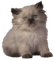 Kaz_Creations Animals Cat Kitten - nemokama png animuotas GIF