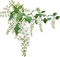 minou-white flowers-vita blommor