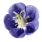 violet flower glitter