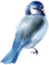 kikkapink deco scrap  blue bird - PNG gratuit GIF animé