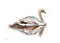 cisne -pajaro-transparente dubravka4