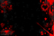 red black background - gratis png geanimeerde GIF