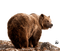 Bär - Darmowy animowany GIF