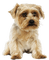 Hund chien  dog - png gratuito GIF animata