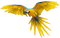 Kaz_Creations Parrot Birds Bird Yellow