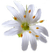 flori - ücretsiz png animasyonlu GIF