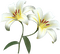 white milla1959 - безплатен png анимиран GIF