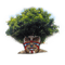 Baumhaar Treehair Fantasy Art - bezmaksas png animēts GIF