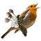 Spring Bird - darmowe png animowany gif