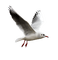 gull katrin - Free PNG Animated GIF