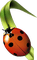 Kaz_Creations Ladybug-Ladybird
