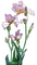 kukka - gratis png geanimeerde GIF