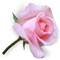fiori - безплатен png анимиран GIF