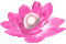 Animated.Flower.Pearl.Pink - By KittyKatLuv65 - GIF animé gratuit GIF animé