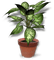 planta - ilmainen png animoitu GIF