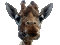 giraffe - Bezmaksas animēts GIF animēts GIF